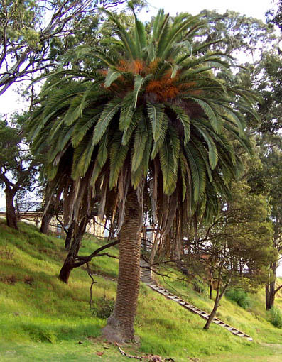 Phoenix canariensis - Id Plantae
