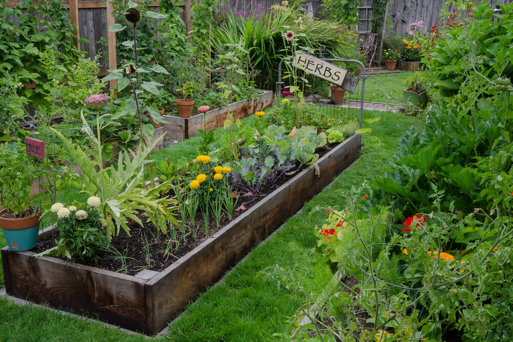 Herbs Gardening — What, Why and How?