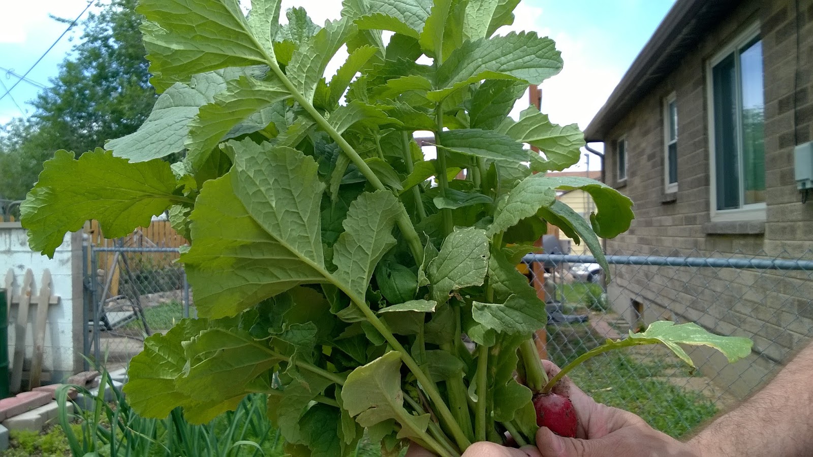Our Bit of Dirt Salad for Me Radish Leaves for the Rabbits