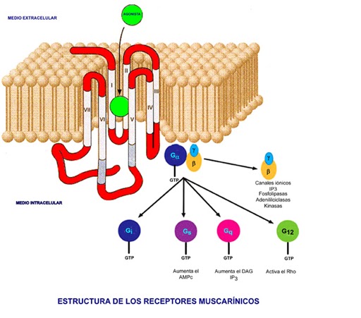 RECEPTORES FARMACOLOGICOS PDF RECEPTORES FARMACOLOGICOS PDF
