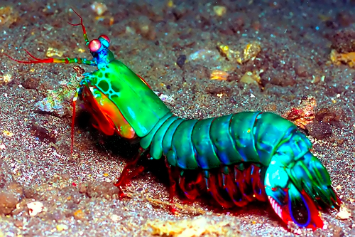 MANTIS SHRIMP,Udang Mantis,