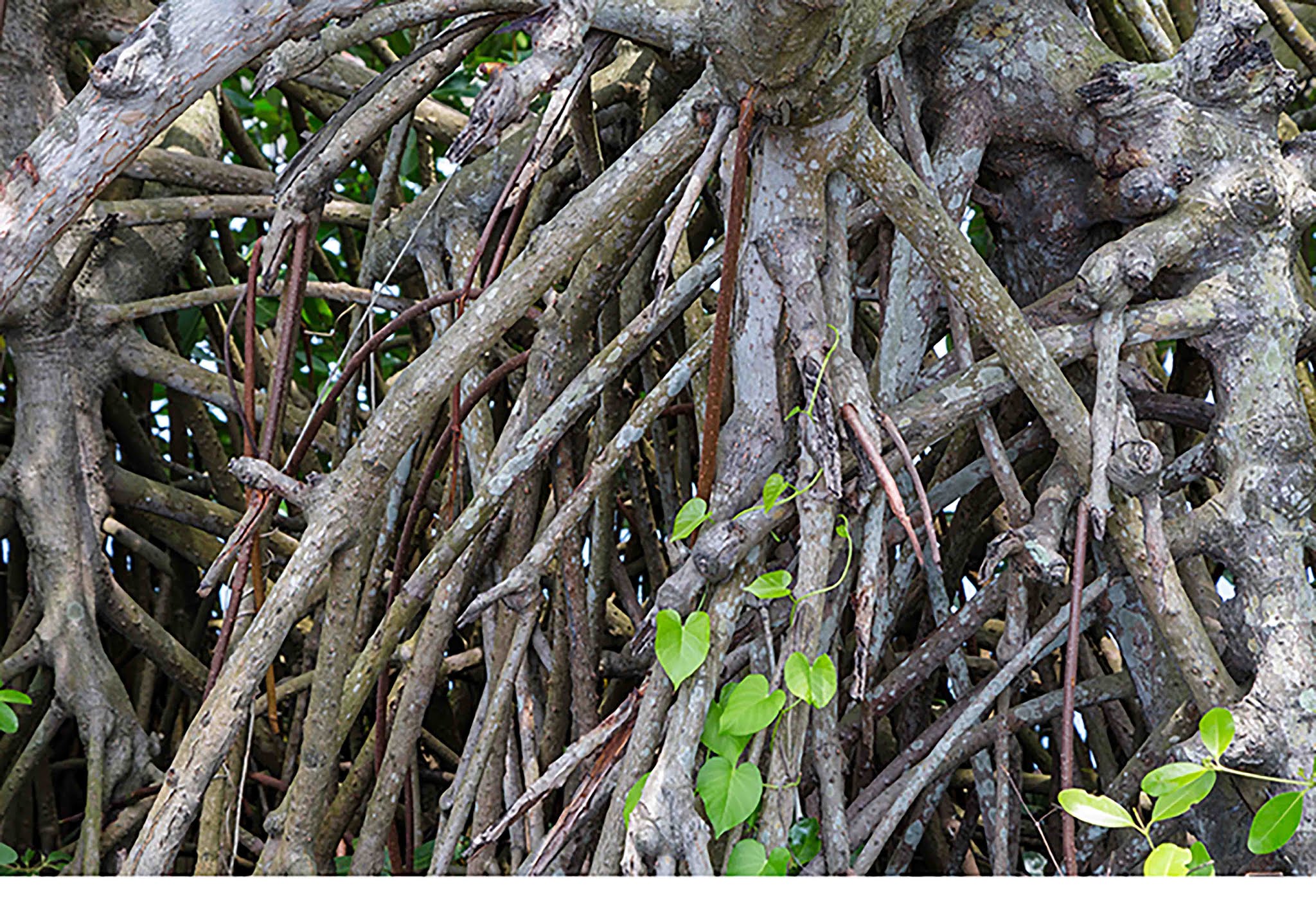 Mangrove Plant Roots 1