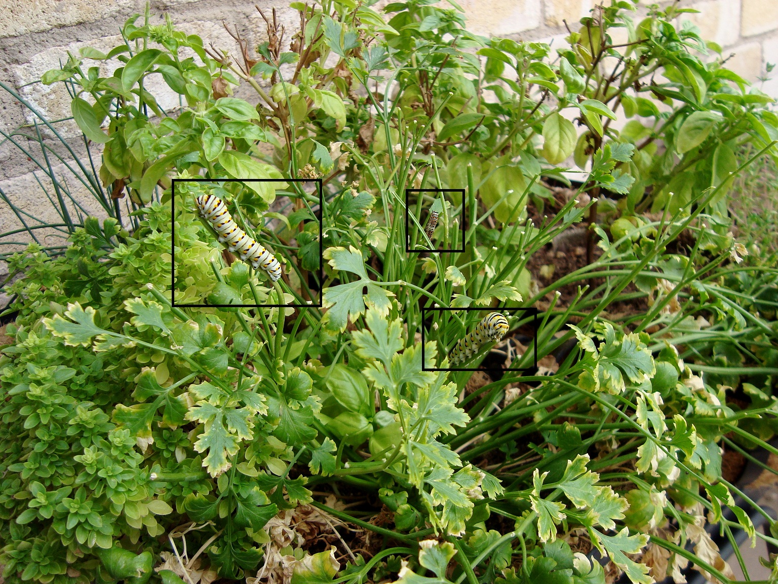 Seduced by yarn Basil eating caterpillars