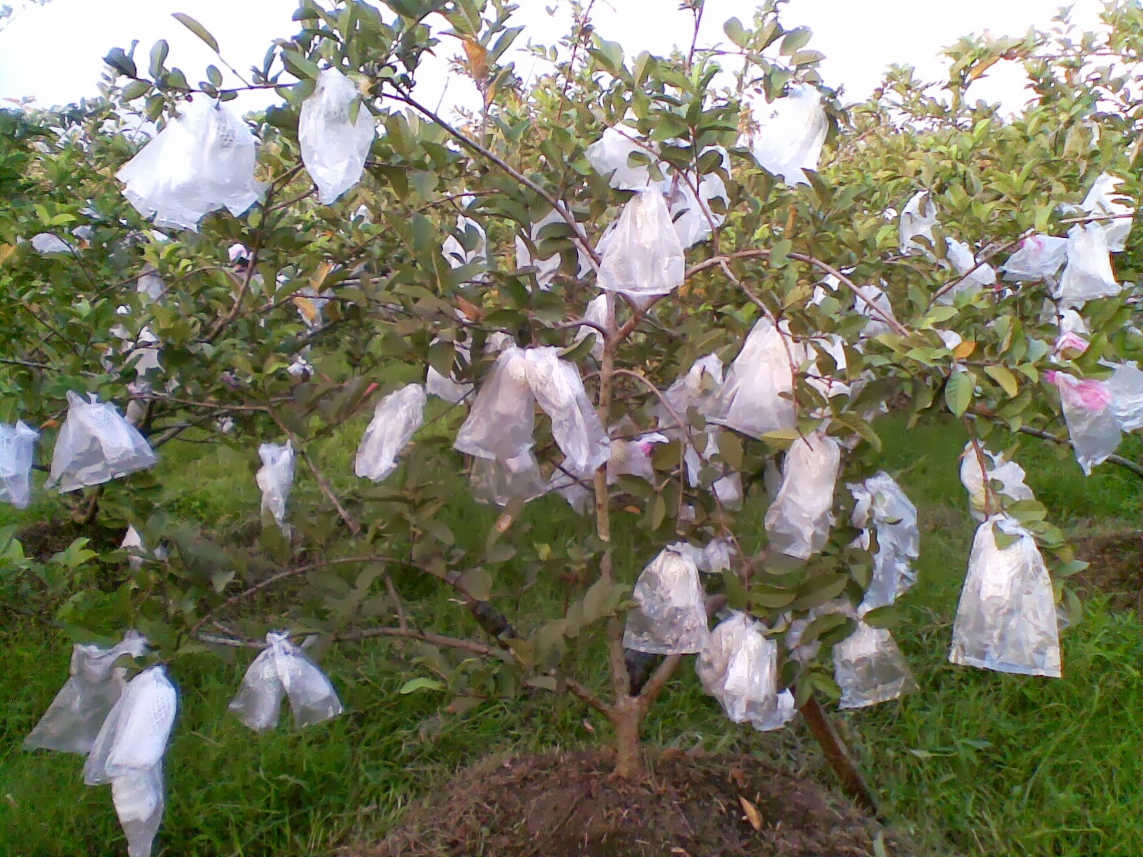 Jambu Kristal @ Oka fresh : Jambu Kristal mencoba mengisi kebutuhan