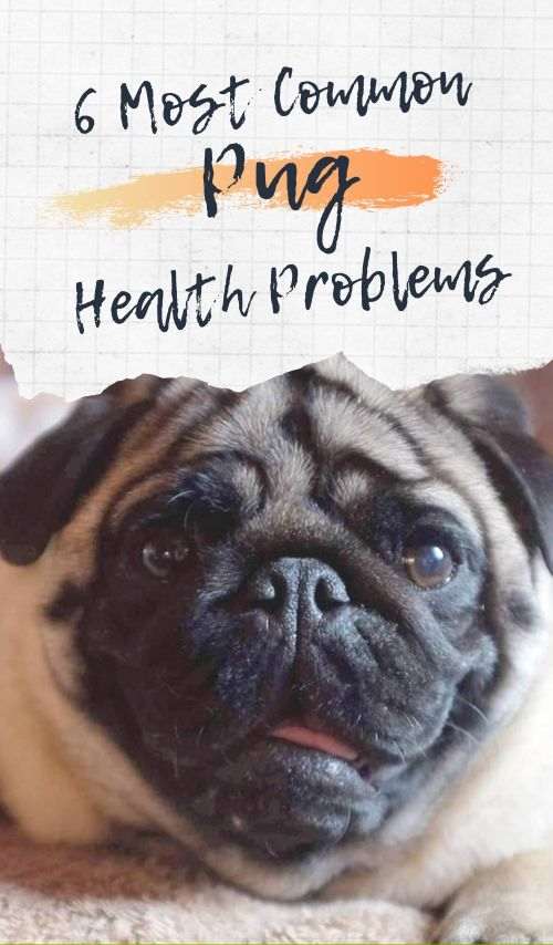 6 Most Common Pug Health Problems Dogalyo