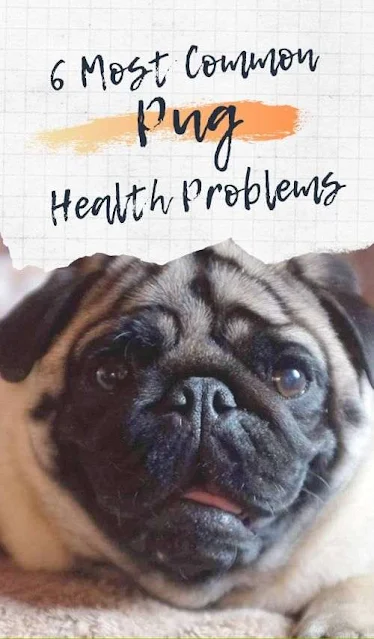 Most Common Pug Health Problems