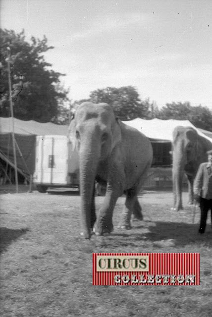 les éléphants du Cirque Barum Kreiser 1967