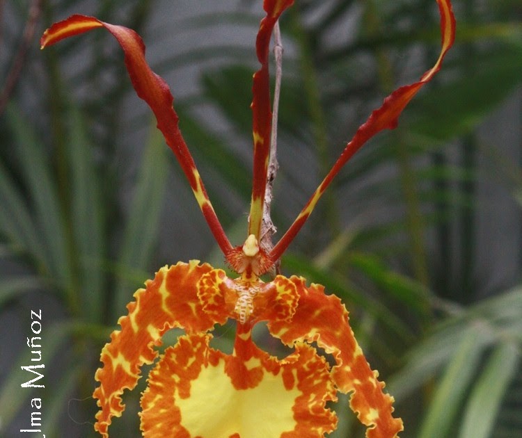 Psychopsis Versteegianum - orquidea del Peru ~ Orquídeas del Perú