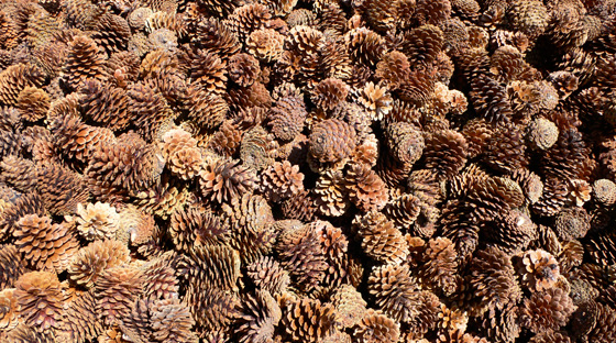 LOS RECURSOS DEL BOSQUE: LA RECOGIDA MANUAL DE LA PIÑA DE PINO PIÑONERO