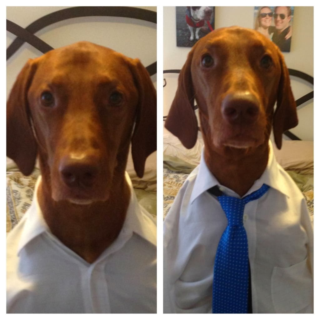 Cute dogs - part 11 (50 pics), dog wears shirt and tie