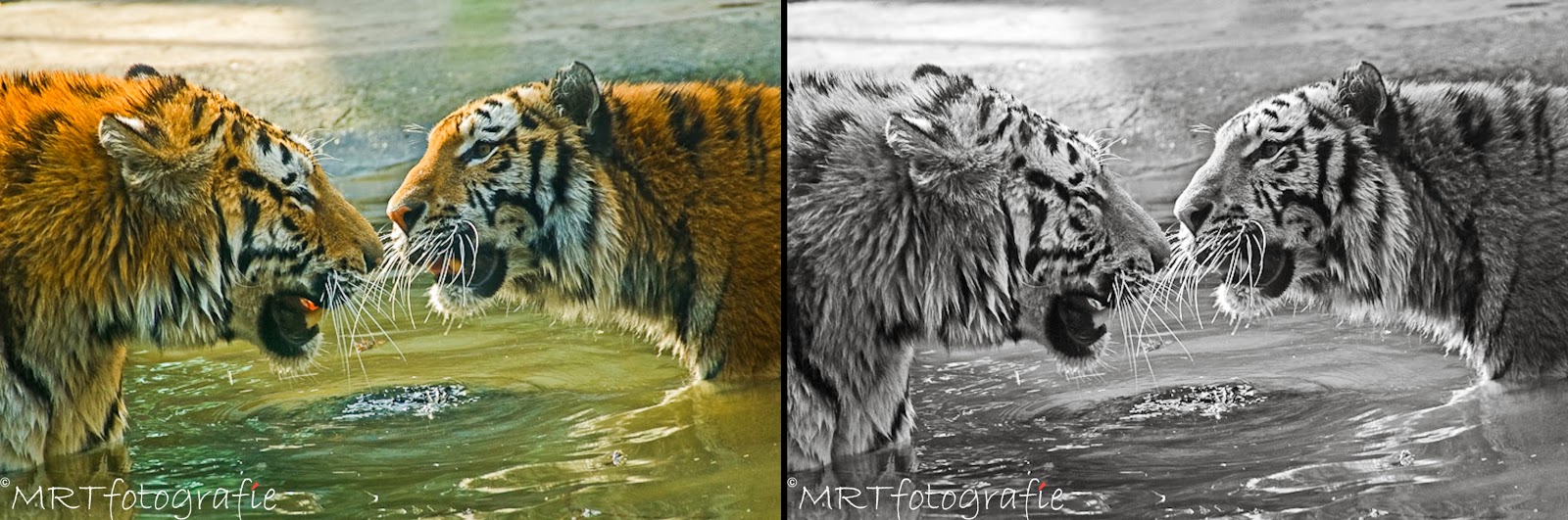 In het water spelende tijgers kleur- en zwart-witfotografie