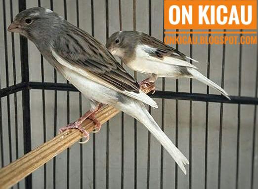 Ciri-ciri perbedaan Kenari jantan dan betina paling akurat - On Kicau