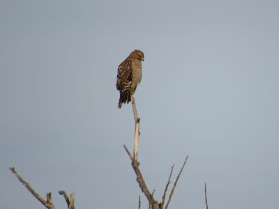 northern california birdwatching