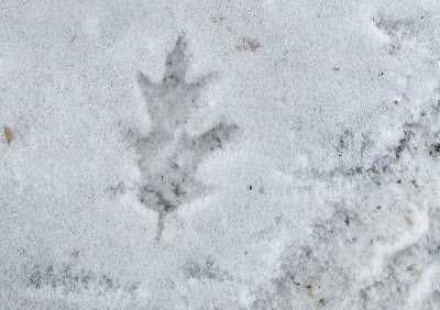 Thin coating of snow with an oak leaf shape printed into it