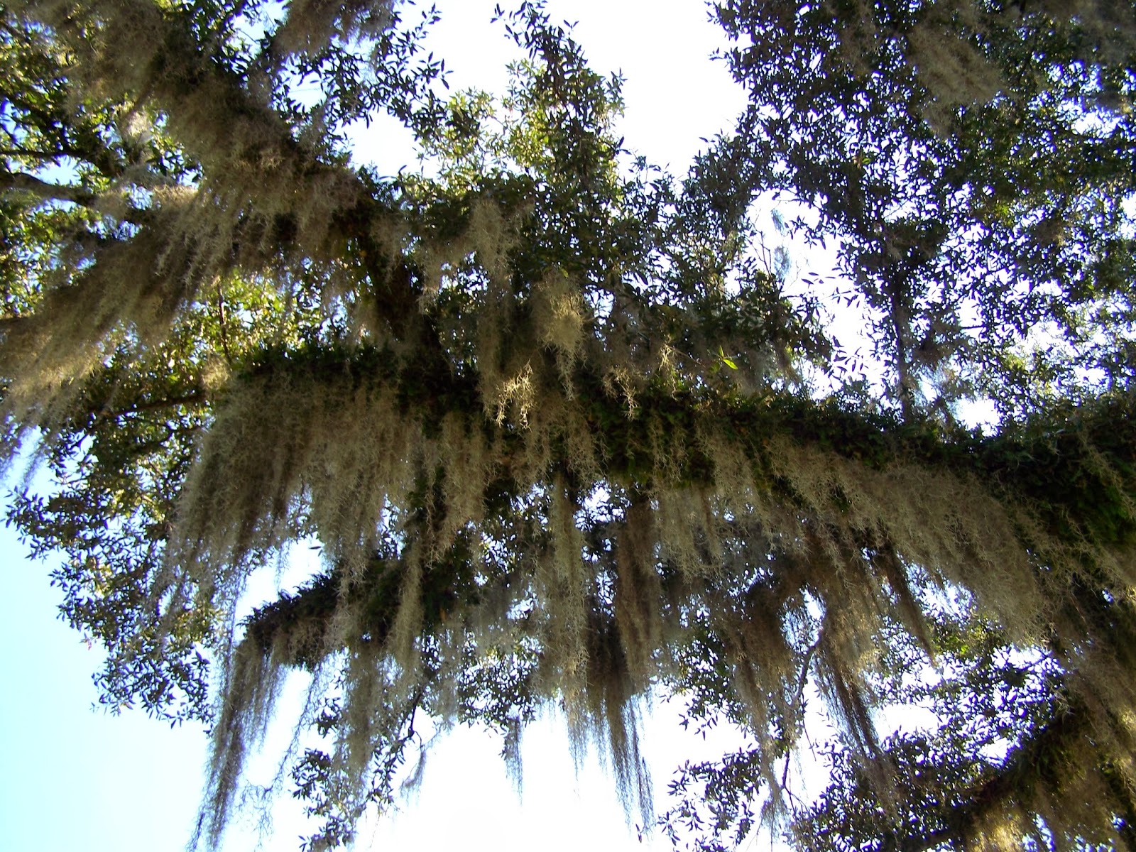 Cozy in Texas: Spanish Moss and Resurrection Fern