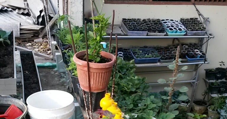 Terbaru 29+ Menanam Sayur Organik Di Lahan Sempit