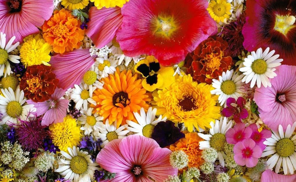 Flowers Convey Human Feelings