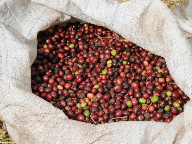 CAFÉ: Preço do robusta supera os R$ 700/sc e atinge recorde nominal