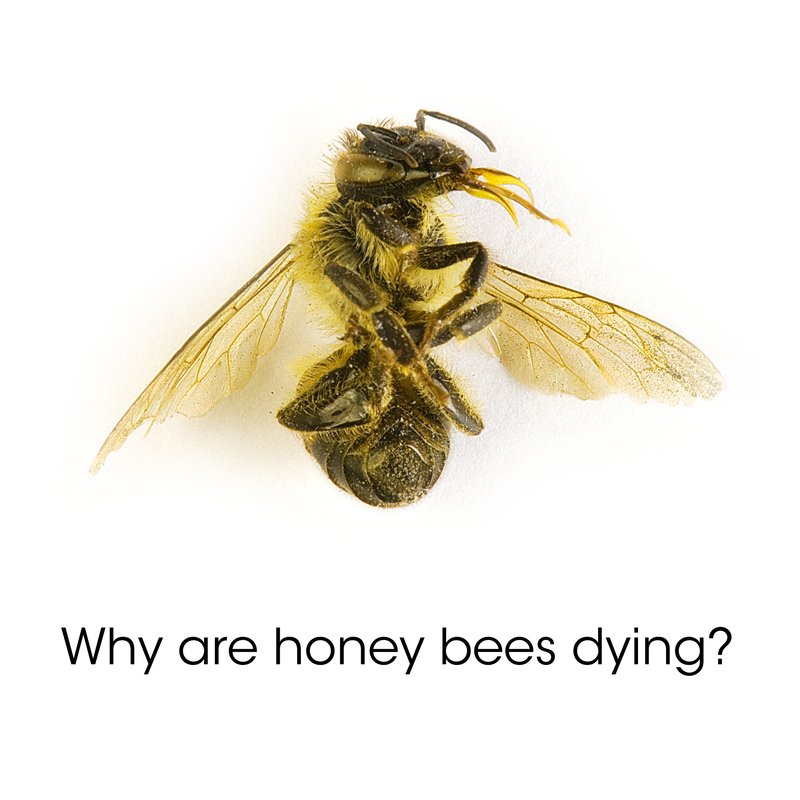 How to Save Bees HPLCO 10 Ways You Can Help to save Bees and Other