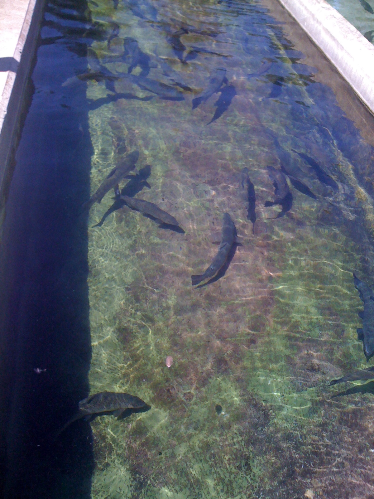 ROCmomma Powder Mills Park Fish Hatchery