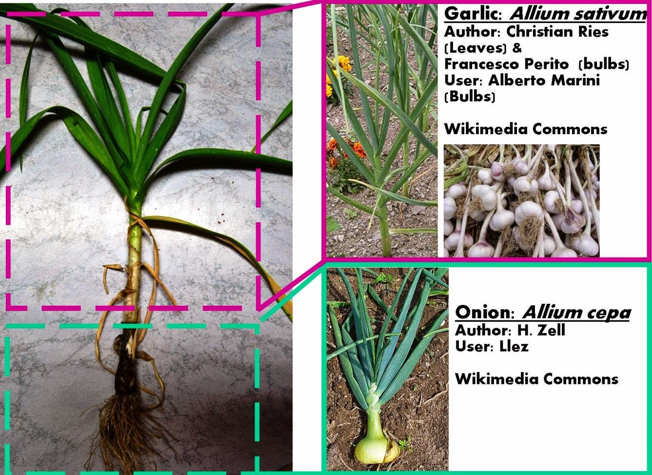 Roots 'n' Shoots Monsters, Garions and Onlics