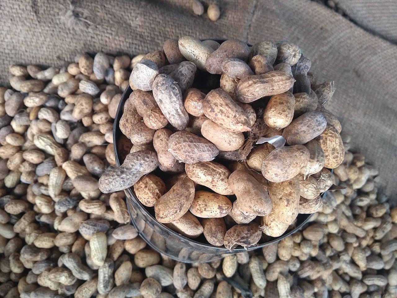 New Peanut or Groundnut crop Revenue Decline: Agriculture of Gujarat of Peanut or Groundnut Revenue expected to rise from Monday