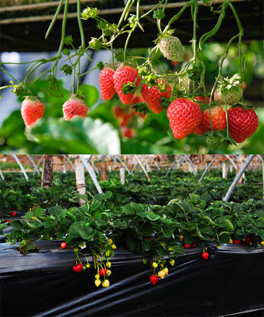 alt="strawberry,home garden,gardening,plants,fruits"