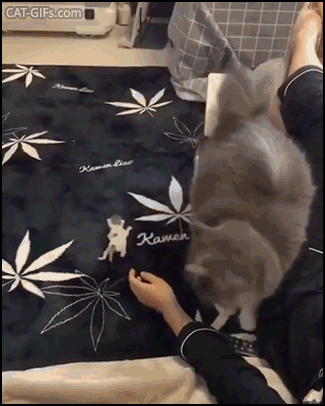 Amazing Cay GIF • Mama cat needs a babysitter for her newborn litter and she trusts her human. Just incredible! Amazing Cay GIF • Mama cat needs a babysitter for her newborn litter and she trusts her human. Just incredible!