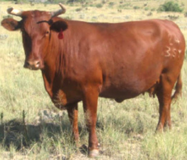 barzona cattle, about barzona cattle, barzona cattle breed, barzona cattle breed info, barzona cattle breed facts, barzona cattle behavior, barzona cattle care, barzona cattle caring, barzona cattle color, barzona cattle characteristics, barzona cattle coat color, barzona cattle facts, barzona cattle for milk, barzona cattle for meat, barzona cattle history, barzona cattle horns, barzona cattle info, barzona cattle images, barzona cattle milk, barzona cattle meat, barzona cattle origin, barzona cattle photos, barzona cattle pictures, barzona cattle rarity, raising barzona cattle, barzona cattle rearing, barzona cattle size, barzona cattle temperament, barzona cattle tame, barzona cattle uses, barzona cattle varieties, barzona cattle weight