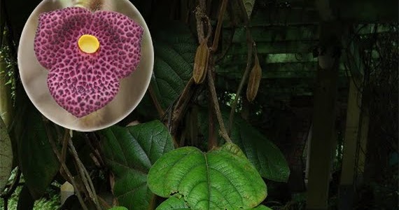 Tình yêu cây cỏ ĐV2 - Page 7 Aristolochia%2Bkwangsiensis
