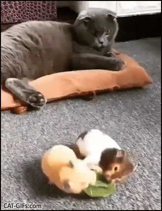 Funny Cat GIF • Cool blue cat watching two hamsters fighting for a kiwi Calm down guys peace and love Funny Cat GIF • Cool blue cat watching two hamsters fighting for a kiwi Calm down guys peace and love