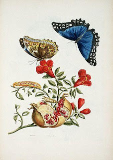 Maria Sibylla Merian