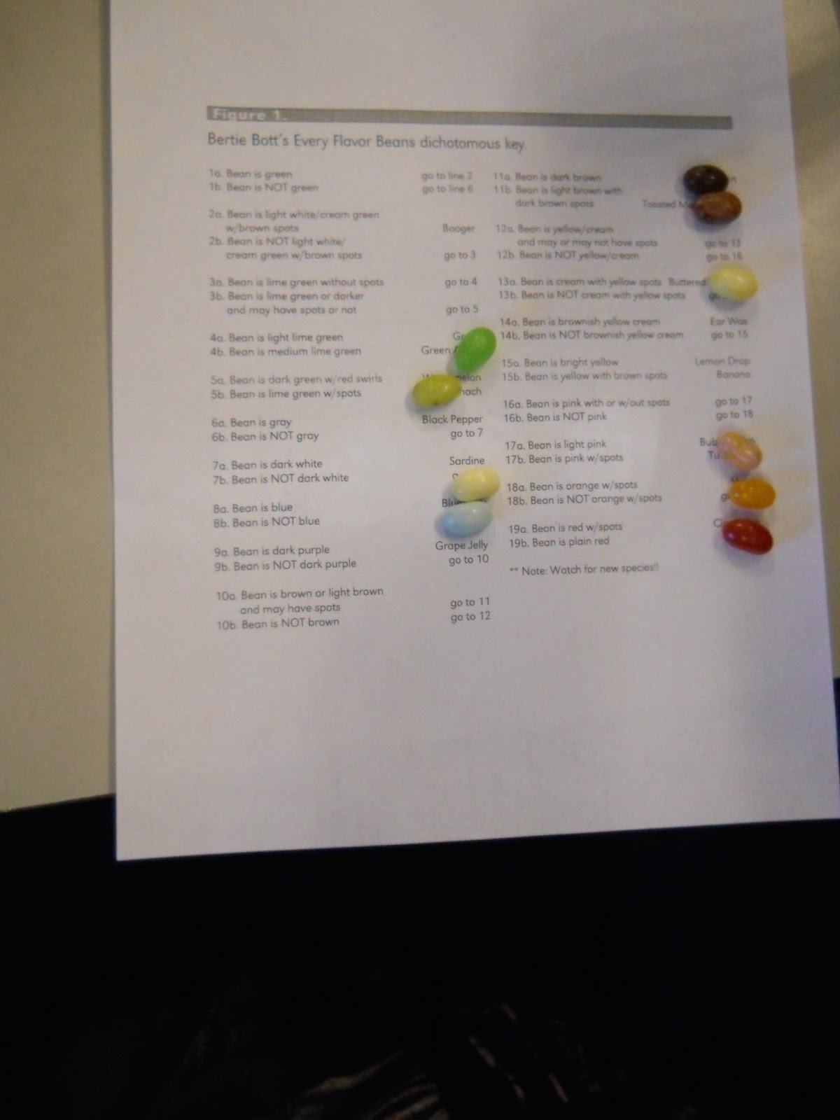 PCCS Science Classification and Dichotomous Keys using Bertie Bott's