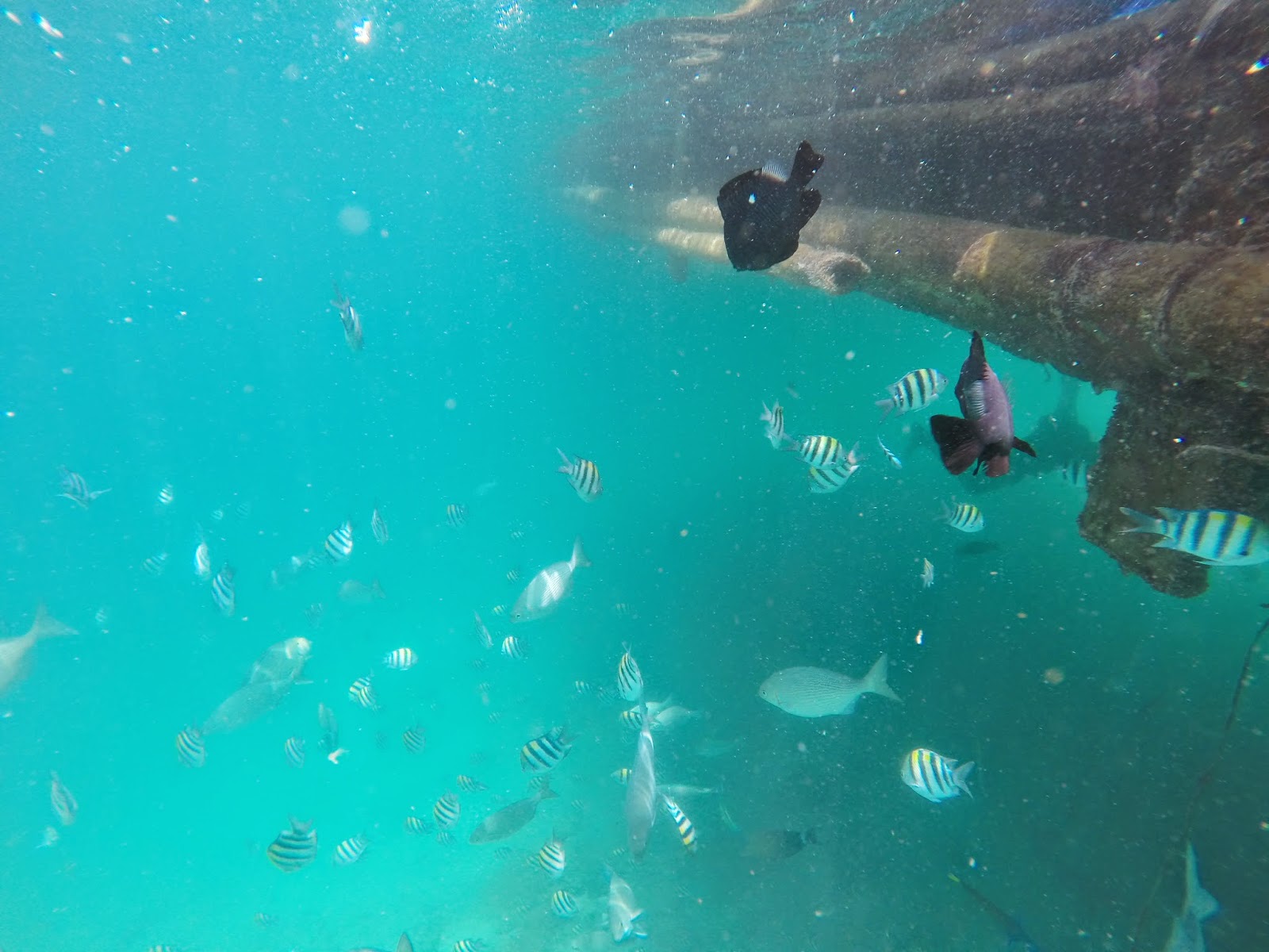 PHILIPPINE NATIONAL SECURITY & OTHER ISSUES: THE AWESOME FISH SANCTUARY ...