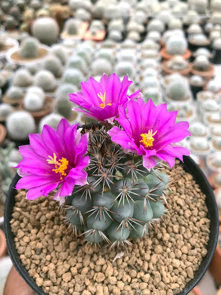 กระบองเพชร แมมมิลลาเรีย Mammillaria schumannii แมมชูแมน แคคตัส