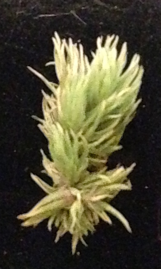 Collection: Nonvascular Plants : Specimen #4 Moss