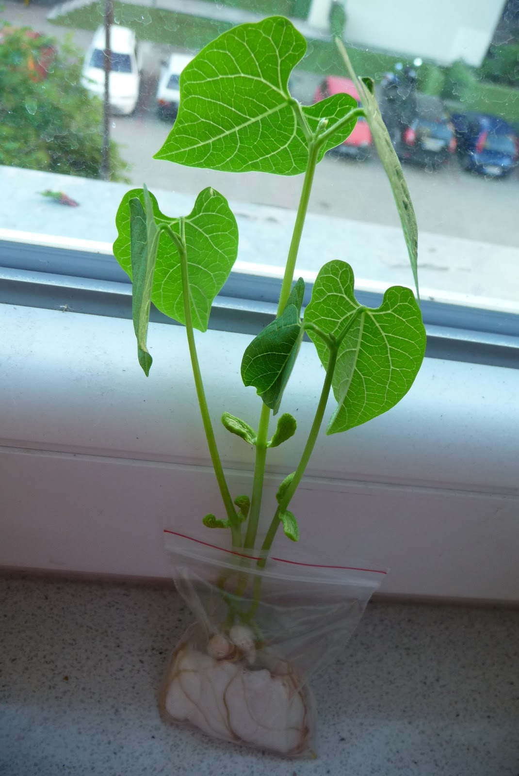 handmade by sylwik miniszklarnia doświadczenie z pikniku naukowego