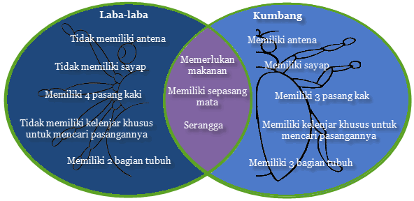 laba laba dan kumbang
