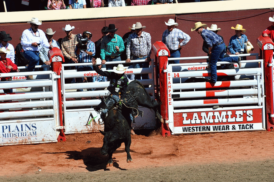 RVing Beach Bums: Calgary Stampede Rodeo (2)