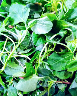 green amaranth/ koyya thotakura