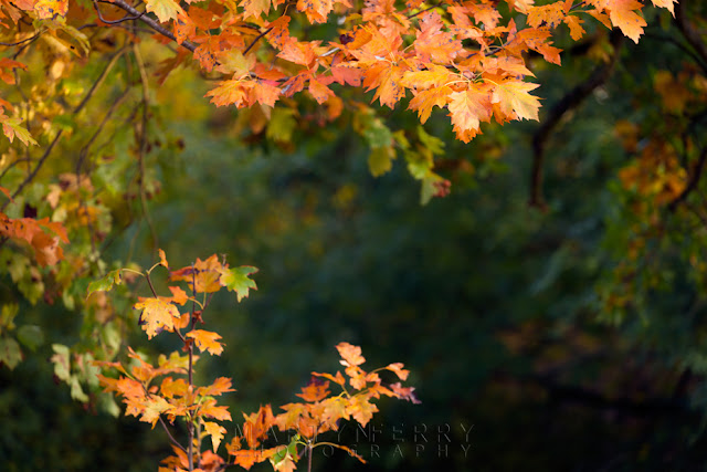 Beautiful autumn colours at Monks Wood in East Anglia