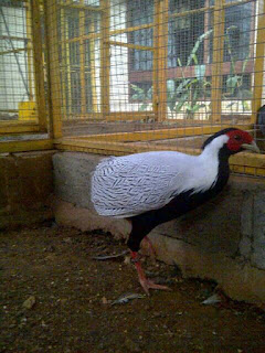 Silver Pheasant Dewasa Jantan
