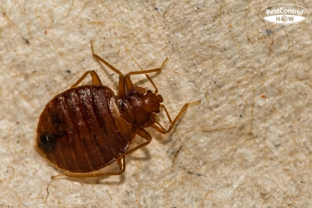 How-long-can-bed-bugs-live-without-food