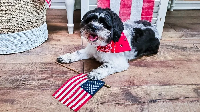 pup showing American pride