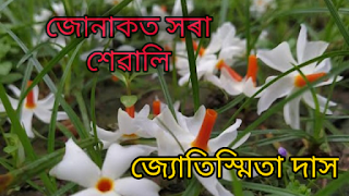 জোনাকত সৰা শেৱালি | Assamese poem by Jyotismita Das