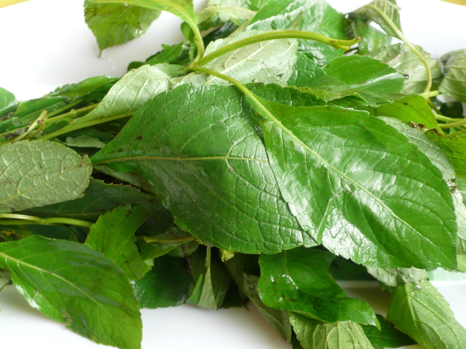 EATING RIGHT! THE BENEFITS OF SCENT LEAVES (NCHANWU)