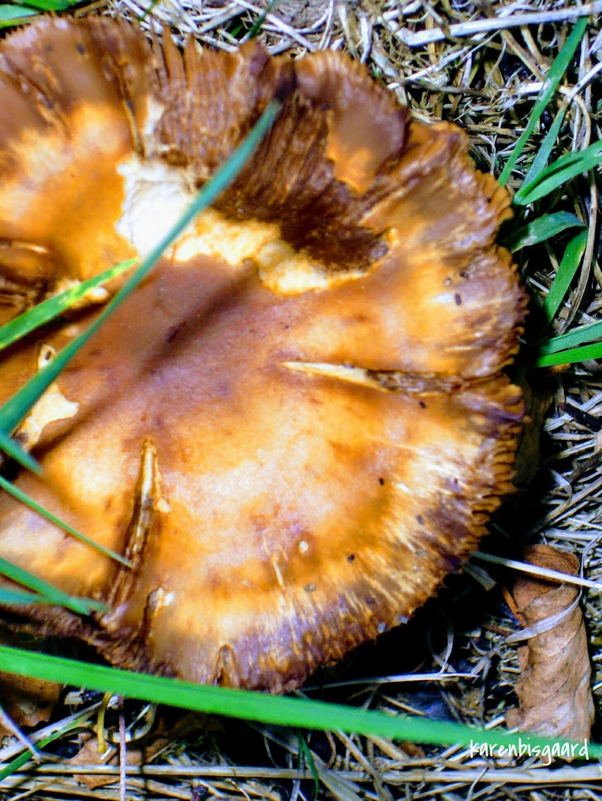 Karen`s Nature Photography Big Flat Mushroom.