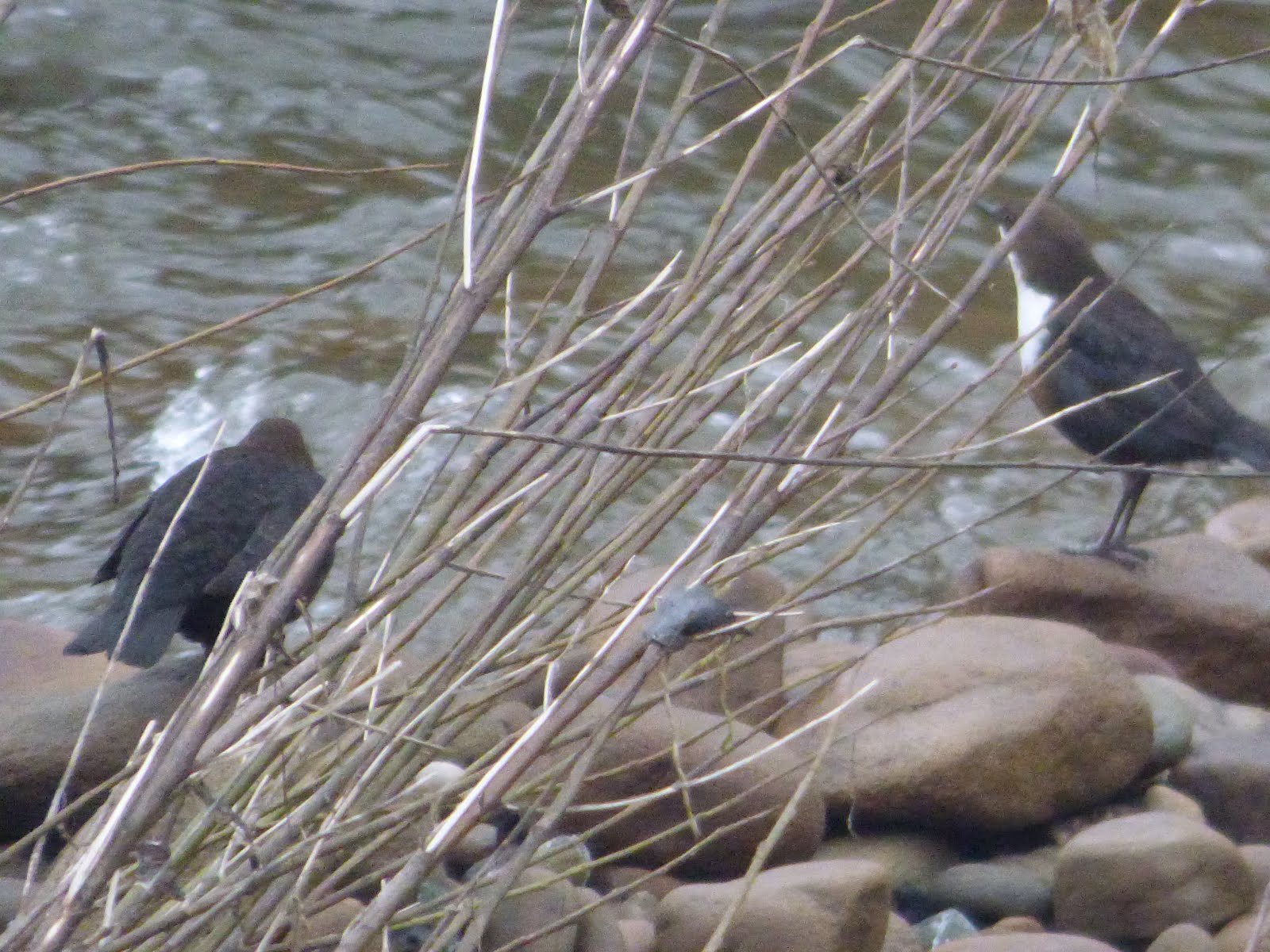 River Aire Bingley - 19/01/16