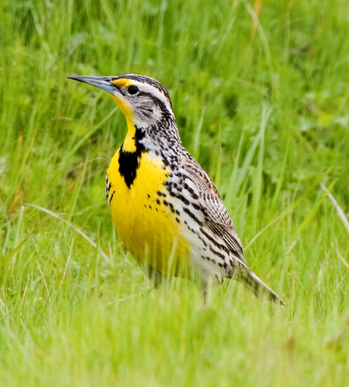 Birds: Western Meadowlark Birds: Western Meadowlark