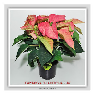 Euphorbia-Pulcherrima-C14-colores